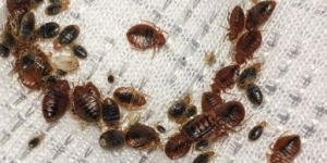 Bug Pro LLC