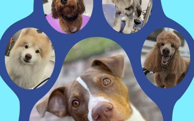 Maddie’s Mobile Makeovers