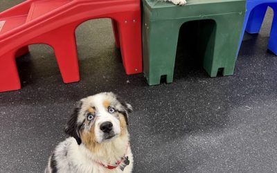 Anytime Puppy Playground